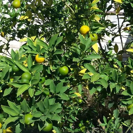 Lägenhet Sunny With Swimming Pool